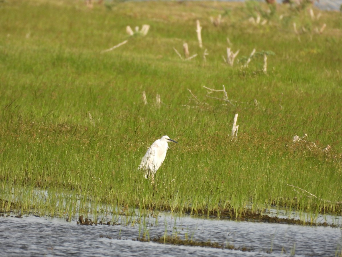 Little Egret - ML642760649