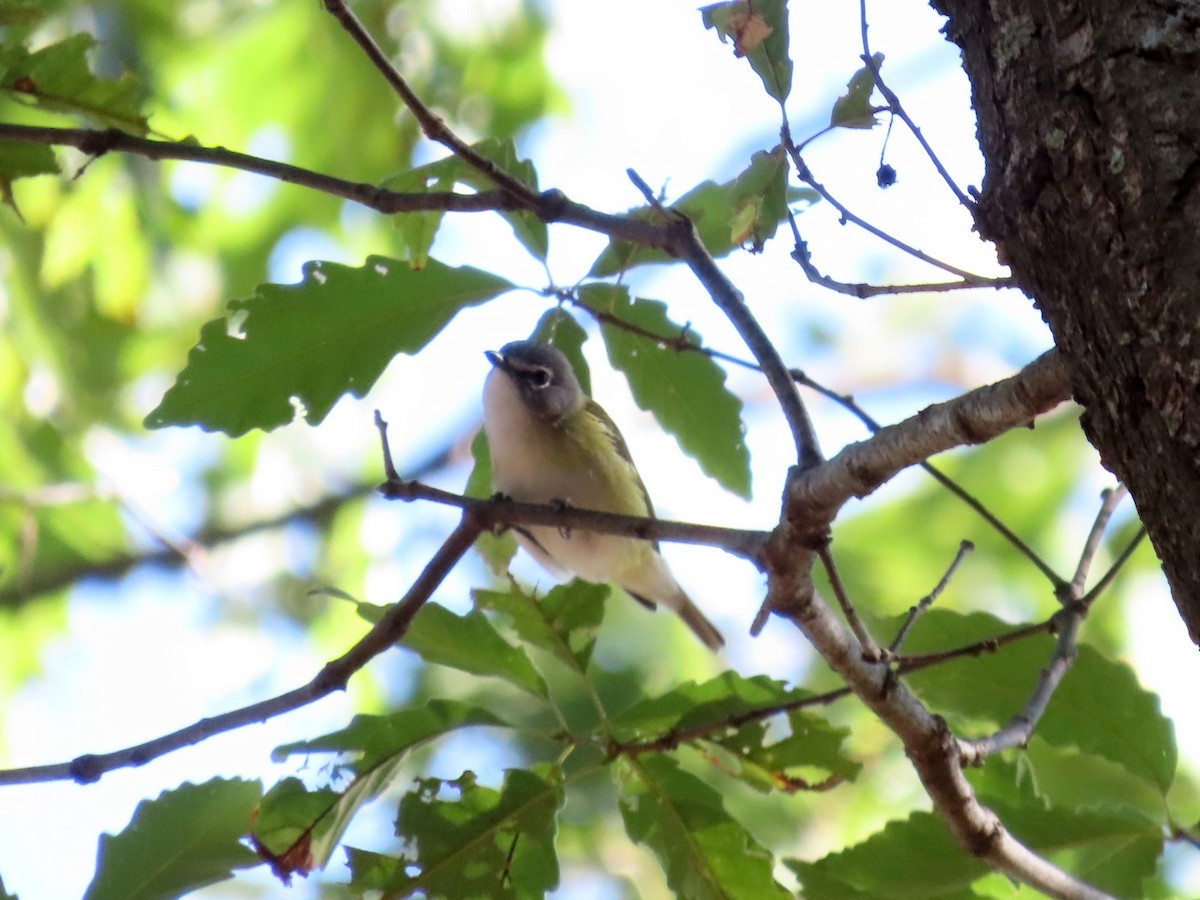 Blue-headed Vireo - ML642760653