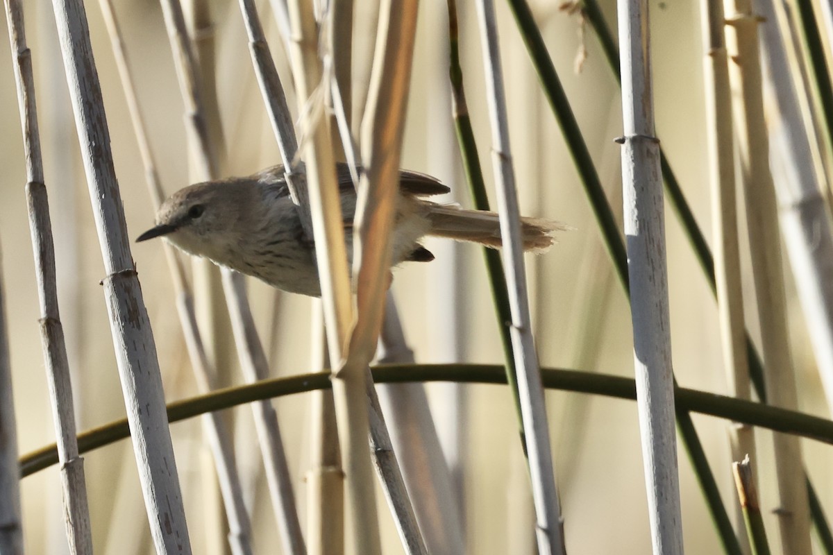 Namaqua Warbler - ML642760660