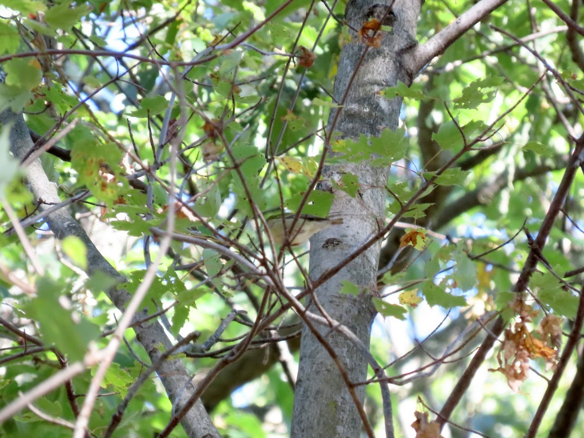 Tennessee Warbler - ML642760662