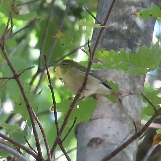 Tennessee Warbler - ML642760663