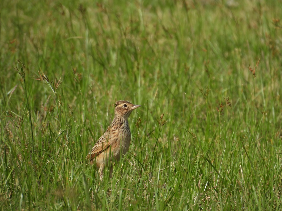 Oriental Skylark - ML642760687