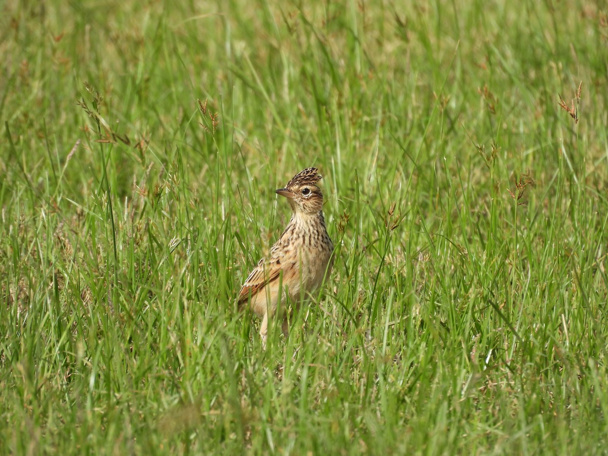 Oriental Skylark - ML642760688