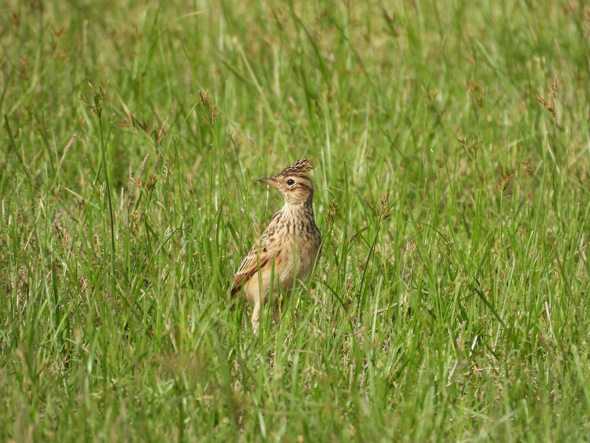 Oriental Skylark - ML642760689