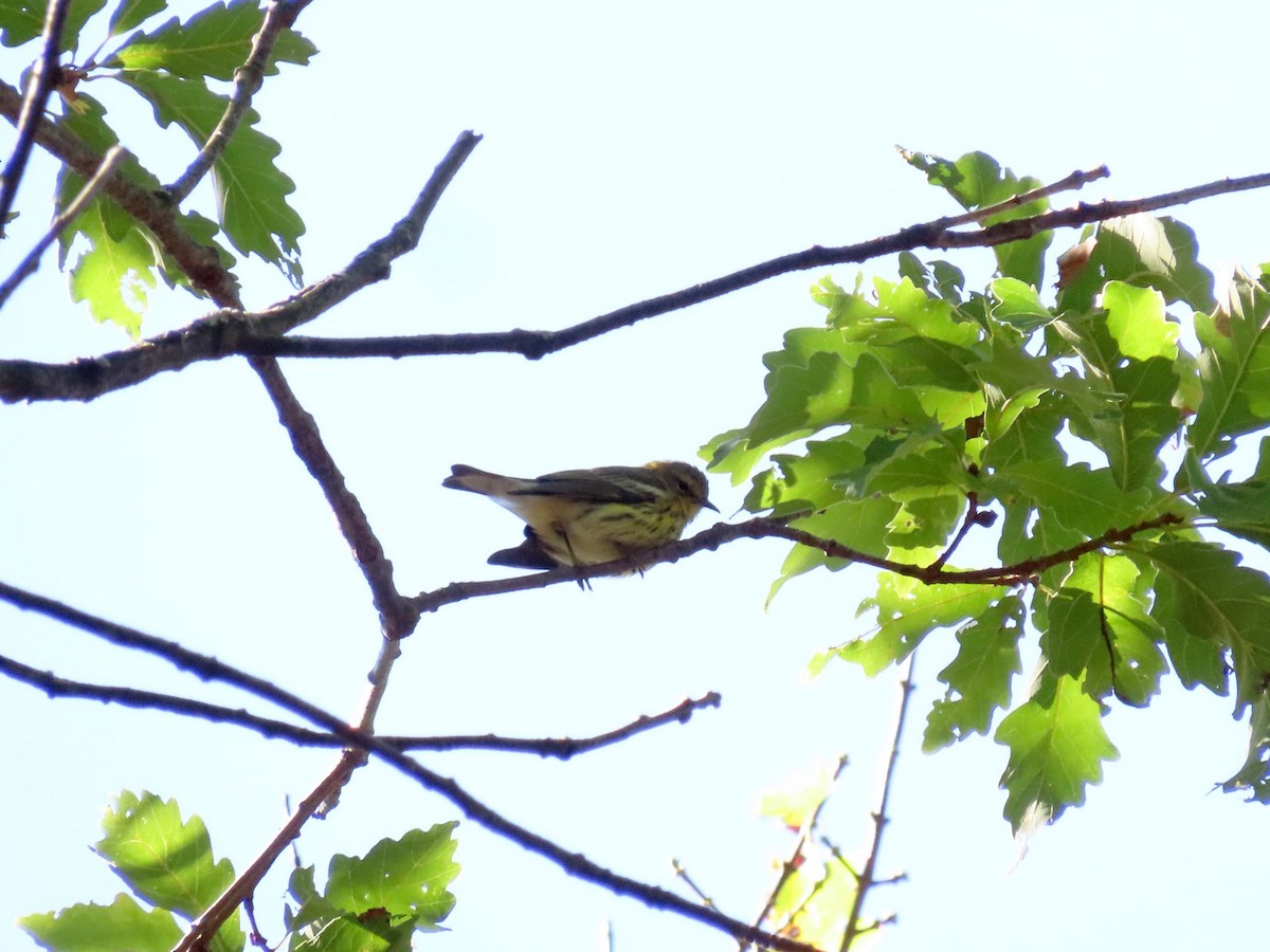 Cape May Warbler - ML642760698