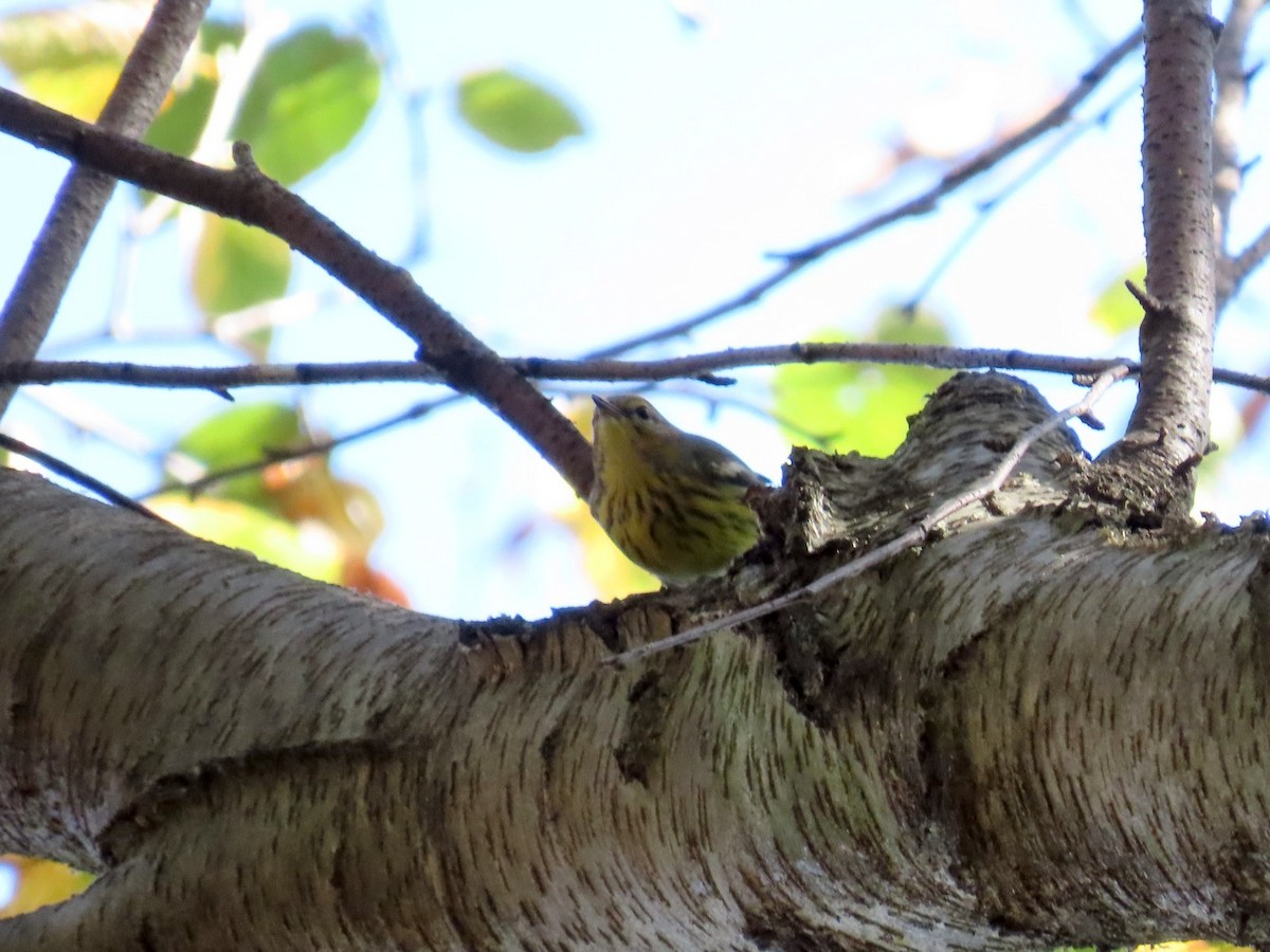 Cape May Warbler - ML642760699