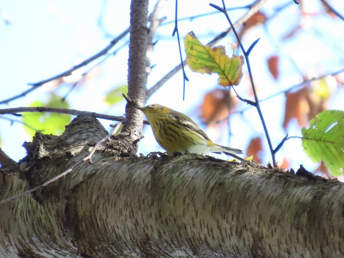 Cape May Warbler - ML642760700