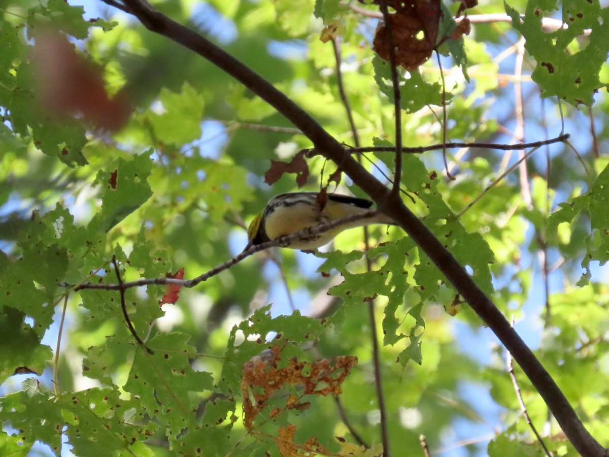 Black-throated Green Warbler - ML642760704