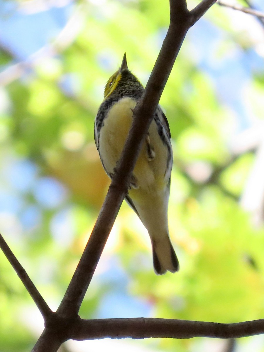 Black-throated Green Warbler - ML642760705