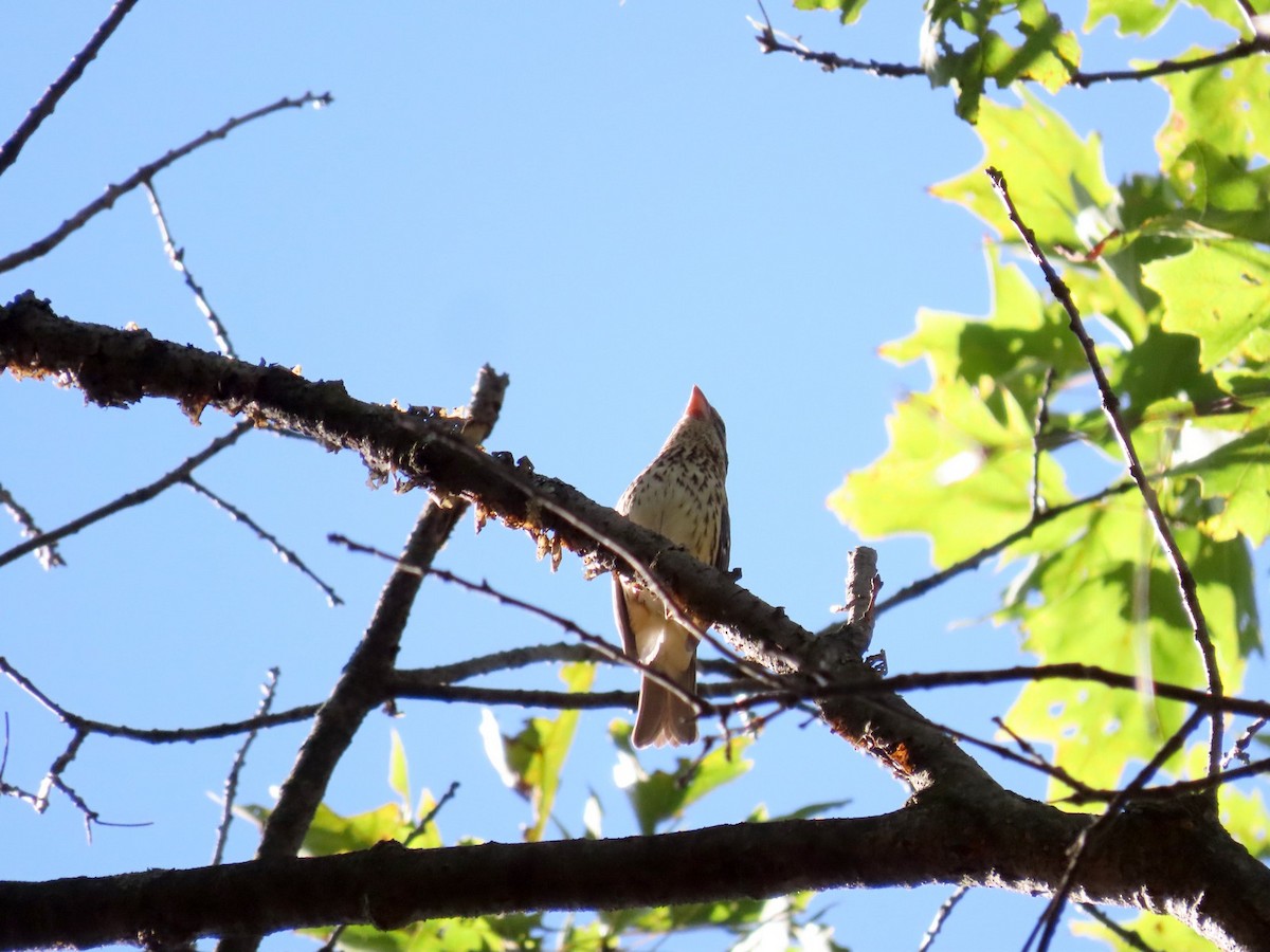 Rose-breasted Grosbeak - ML642760711
