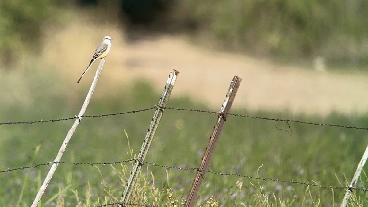 Scissor-tailed Flycatcher - ML642760720
