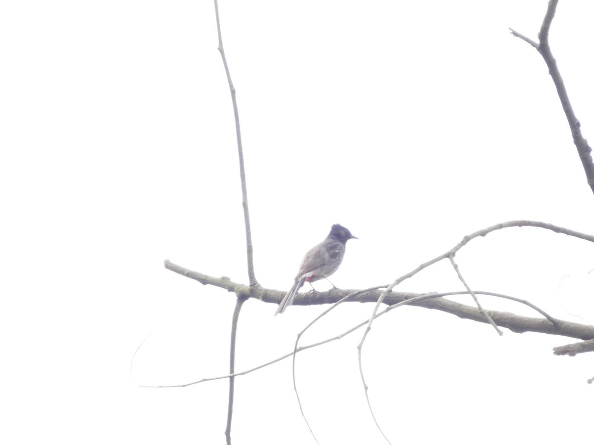 bulbul šupinkový - ML642760757