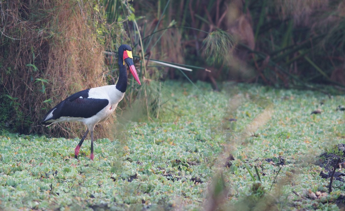 Saddle-billed Stork - ML642760761