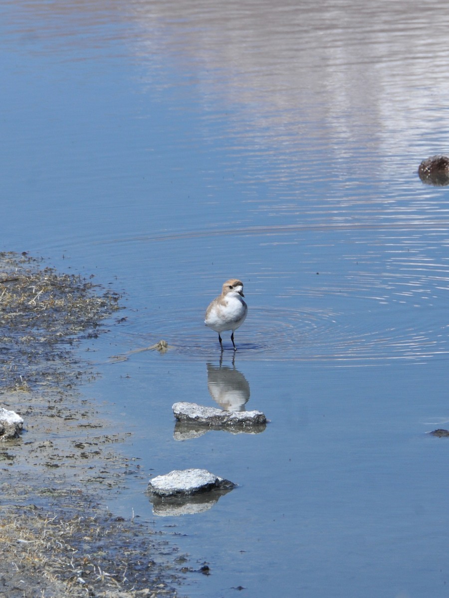 Puna Plover - ML642760772