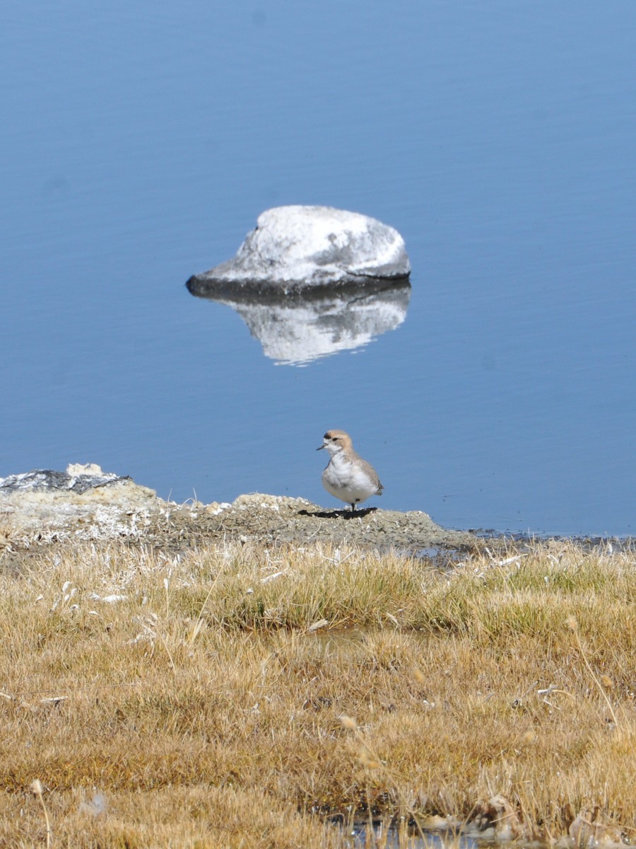 Puna Plover - ML642760773