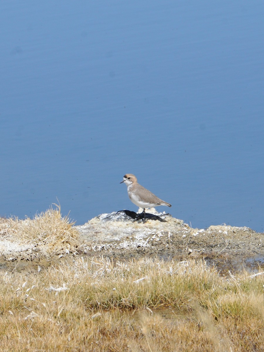 Puna Plover - ML642760774