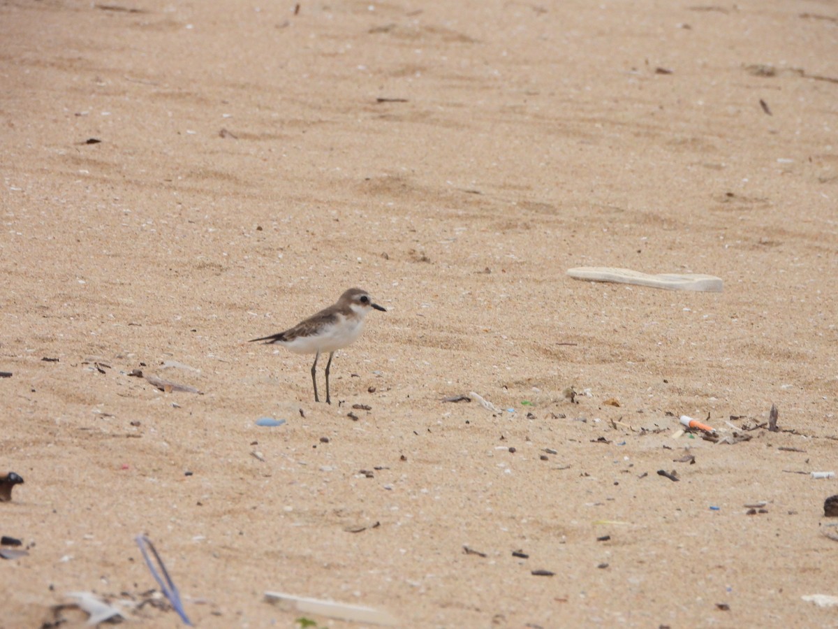 Tibetan Sand-Plover - ML642760791