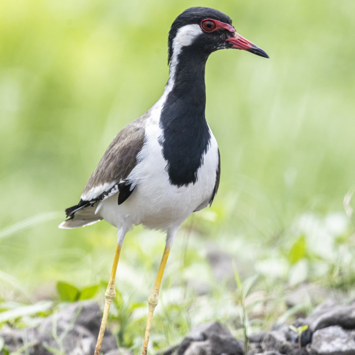Red-wattled Lapwing - ML642760798