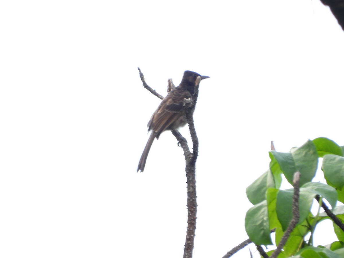 bulbul šupinkový - ML642760800