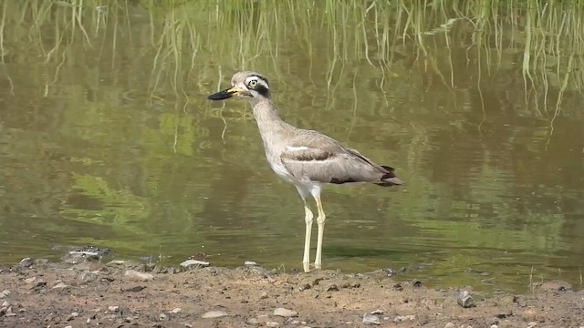 Great Thick-knee - ML642760801