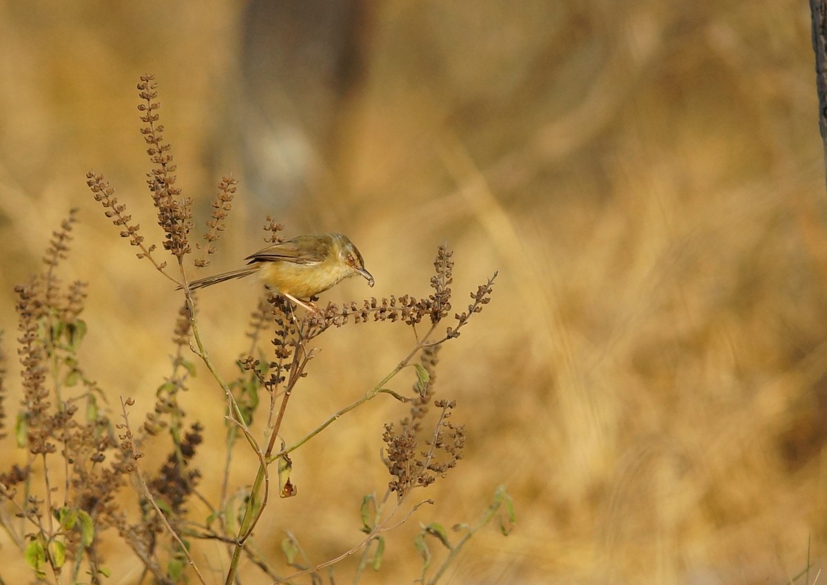 Tawny-flanked Prinia - ML642760805