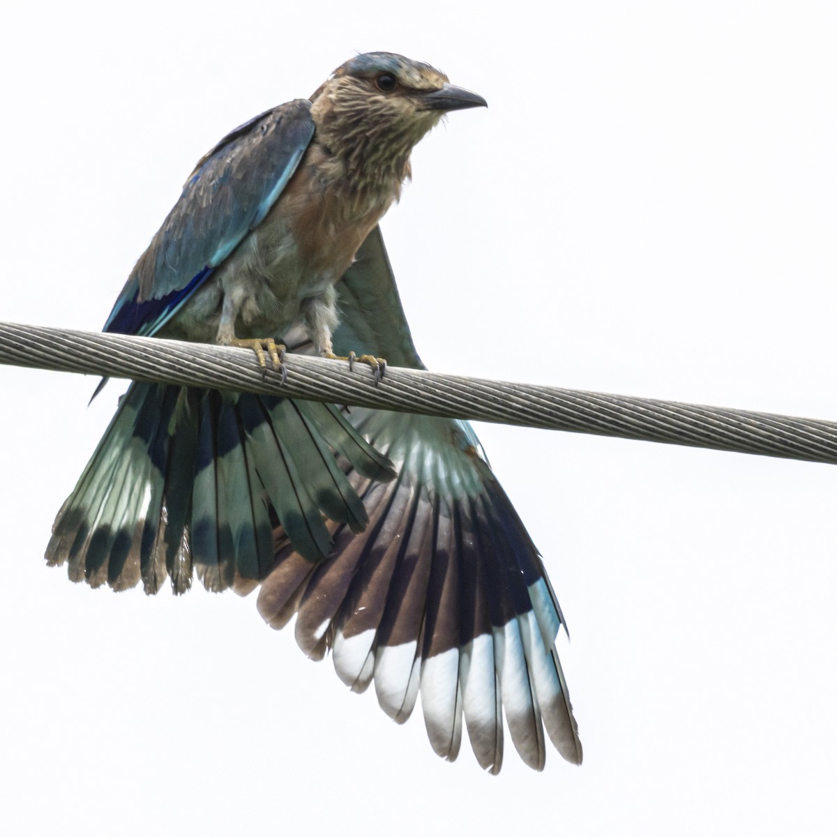 Indian/Indochinese Roller - ML642760807