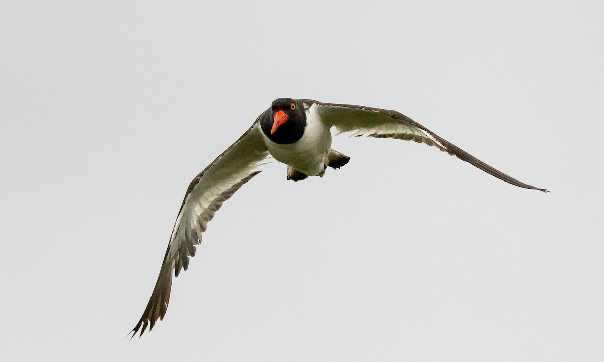 American Oystercatcher - ML642760808