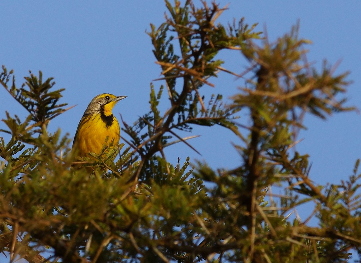 Yellow-throated Longclaw - ML642760821