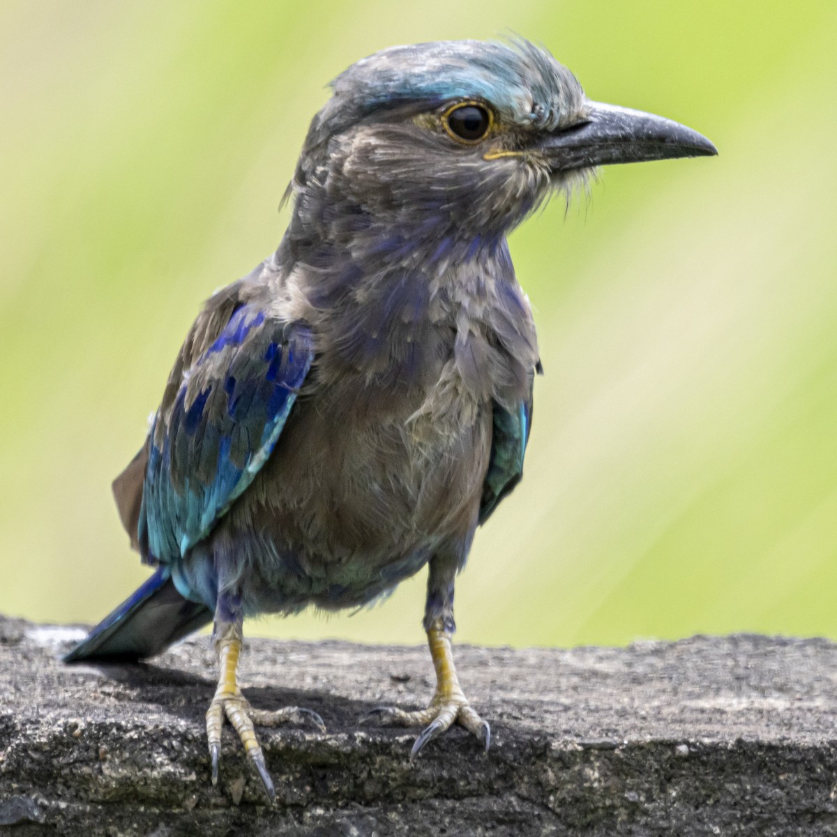 Indian/Indochinese Roller - ML642760836