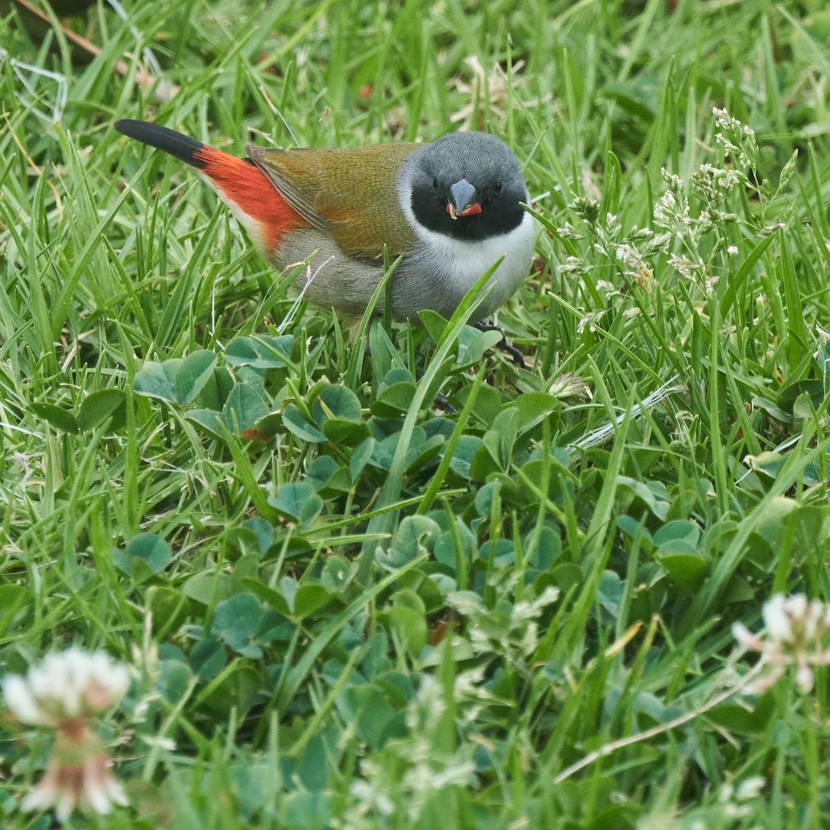 Swee Waxbill - ML642760839