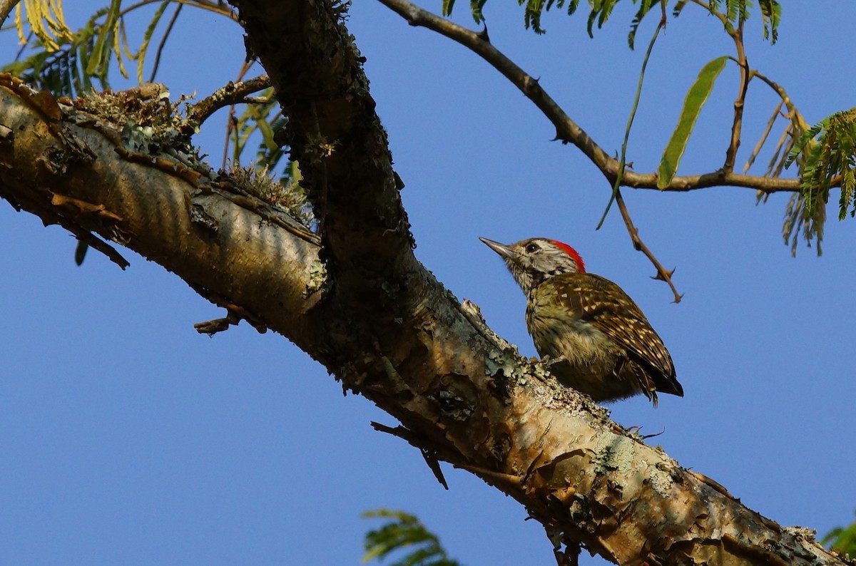 Cardinal Woodpecker - ML642760840