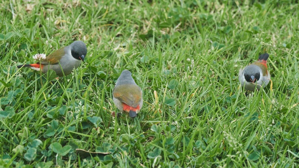 Swee Waxbill - ML642760846