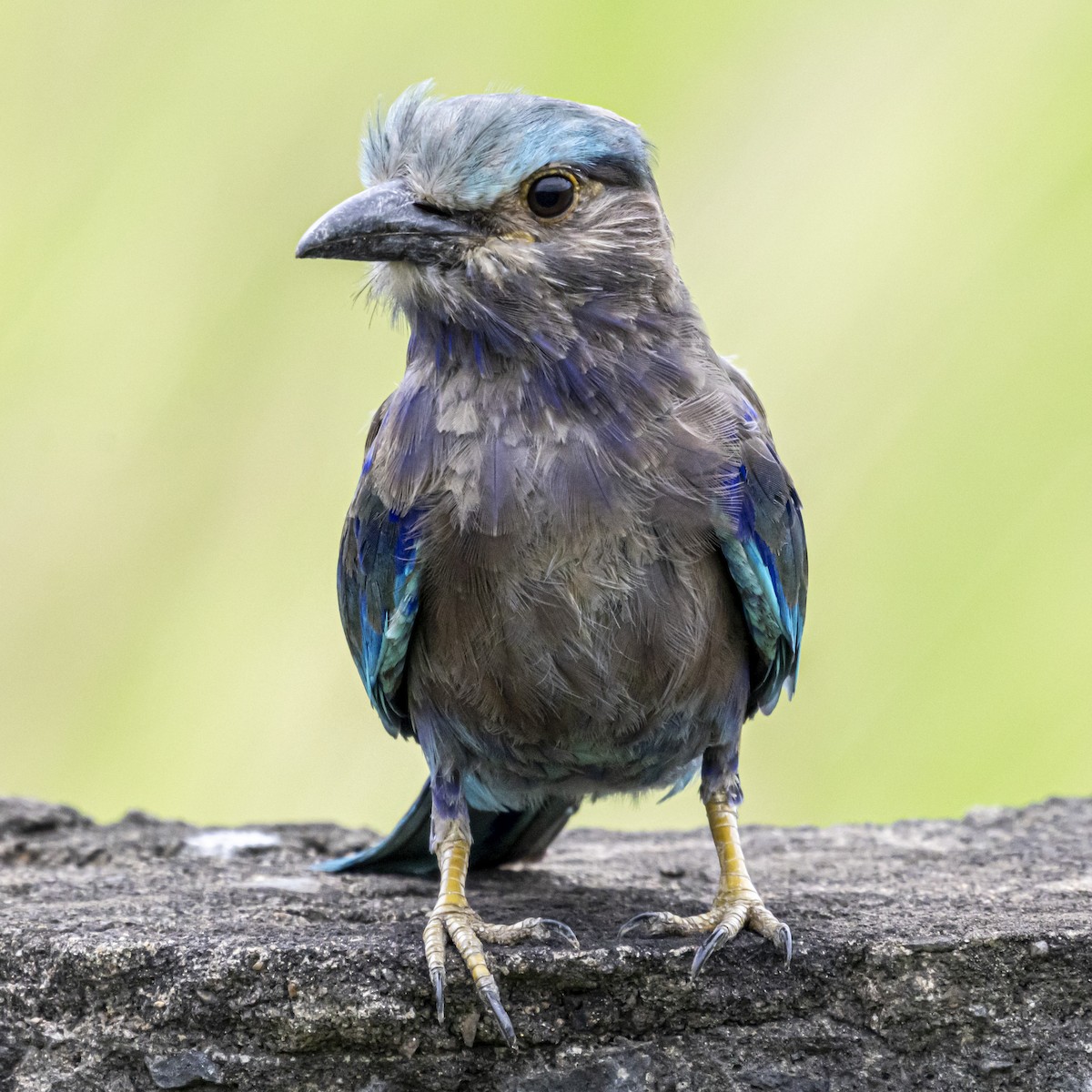 Indian/Indochinese Roller - ML642760848