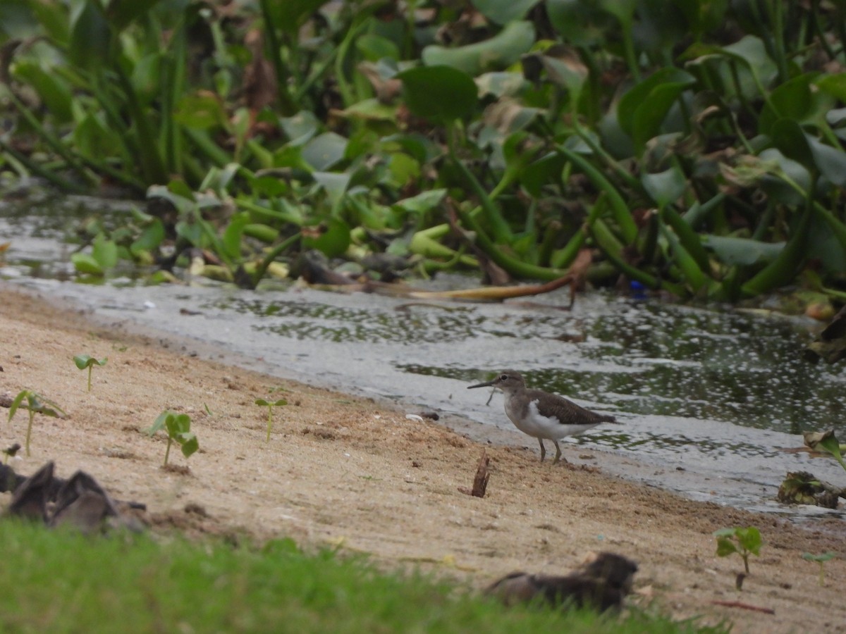 Common Sandpiper - ML642760854