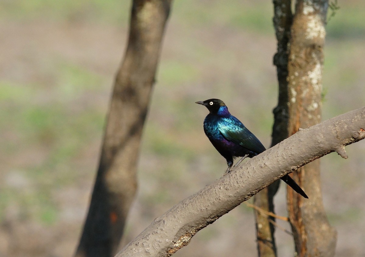 Rüppell's Starling - ML642760857