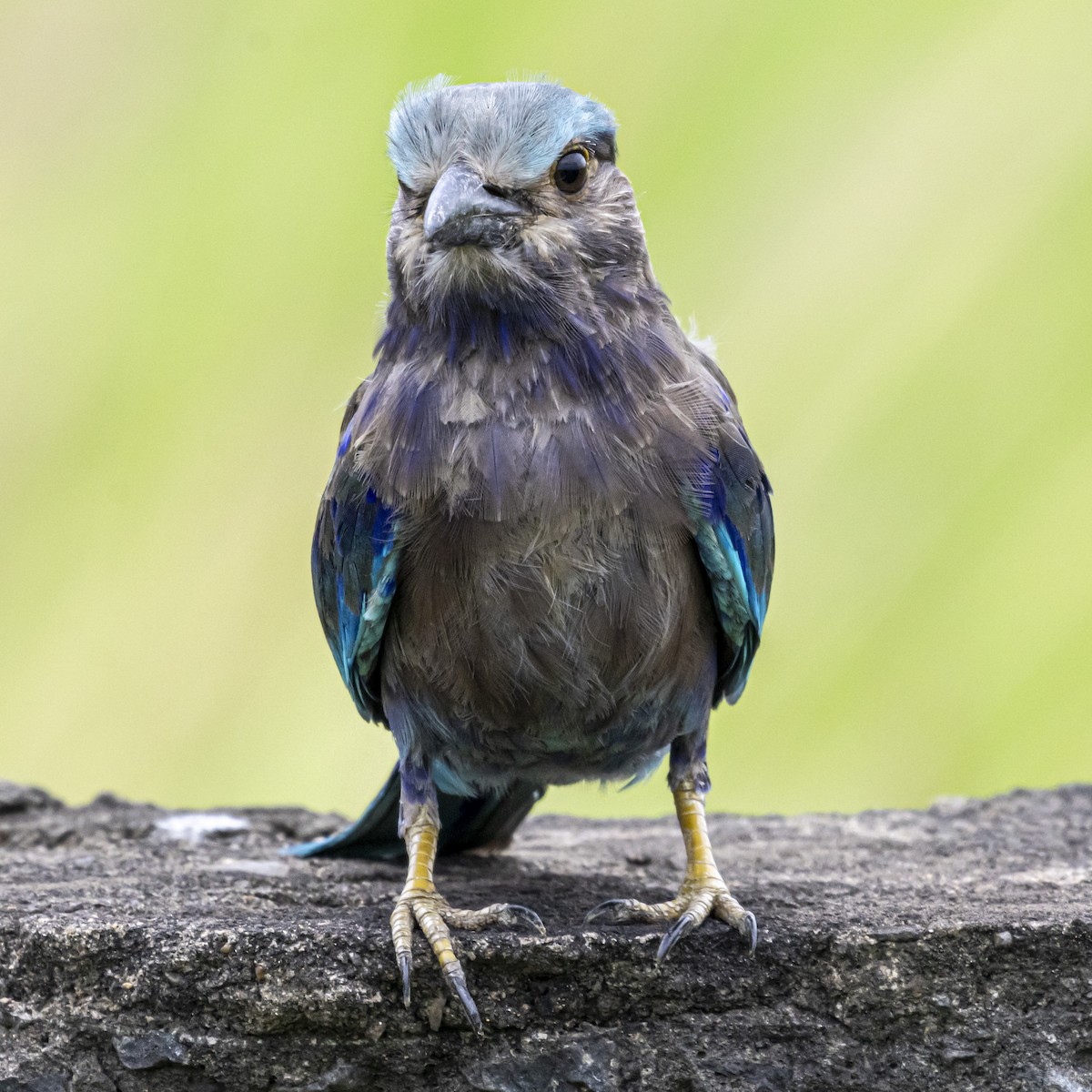 Indian/Indochinese Roller - ML642760862