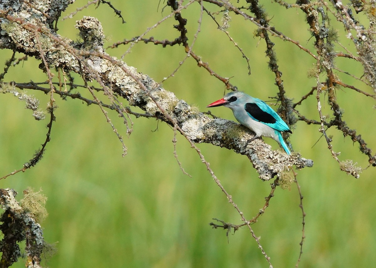 Woodland Kingfisher - ML642760872