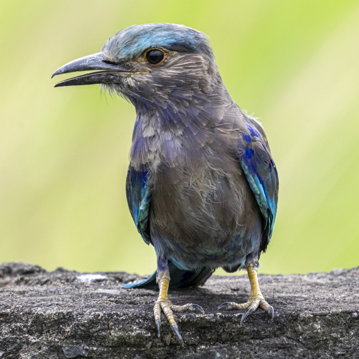 Indian/Indochinese Roller - ML642760880