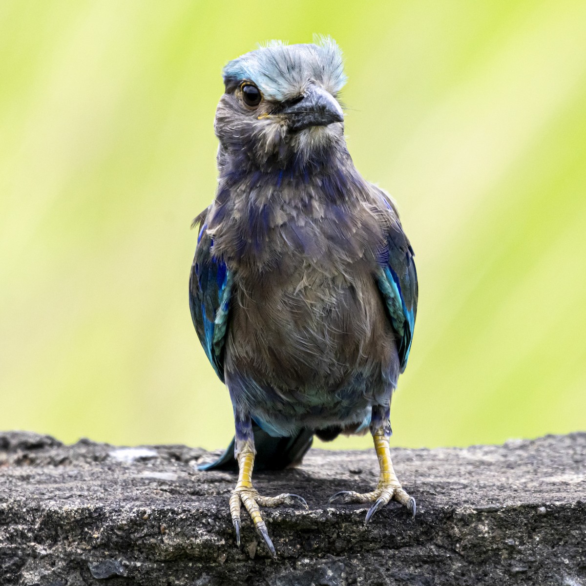Indian/Indochinese Roller - ML642760882