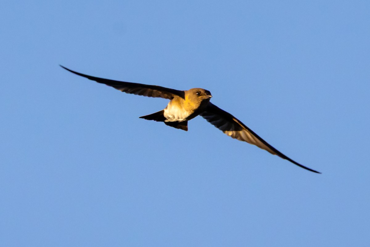 vlaštovka šedohnědá - ML642760890