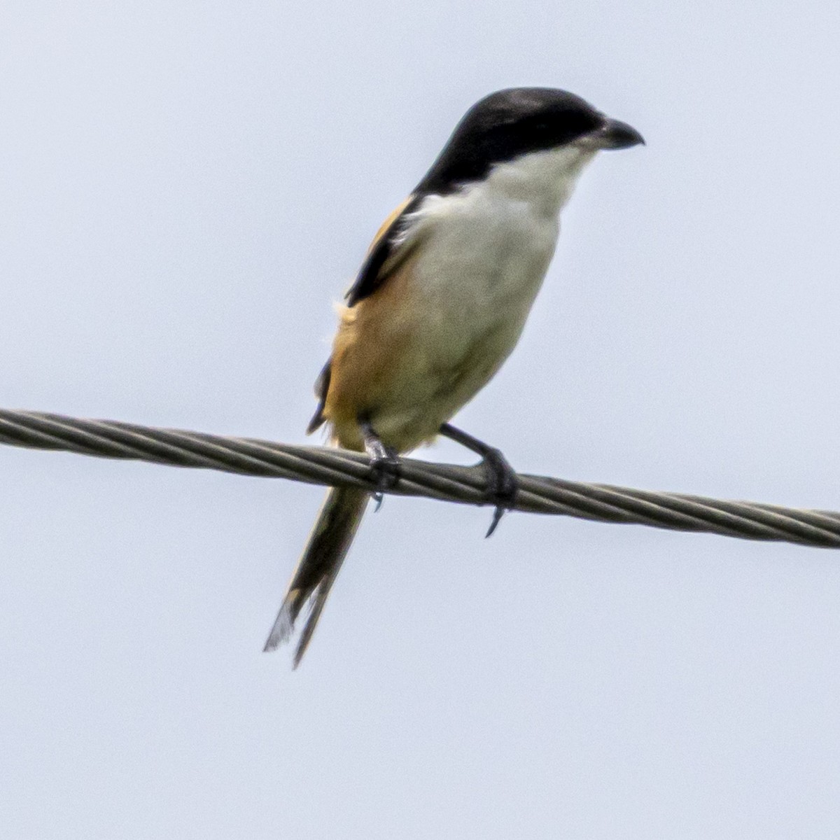 Long-tailed Shrike - ML642760909