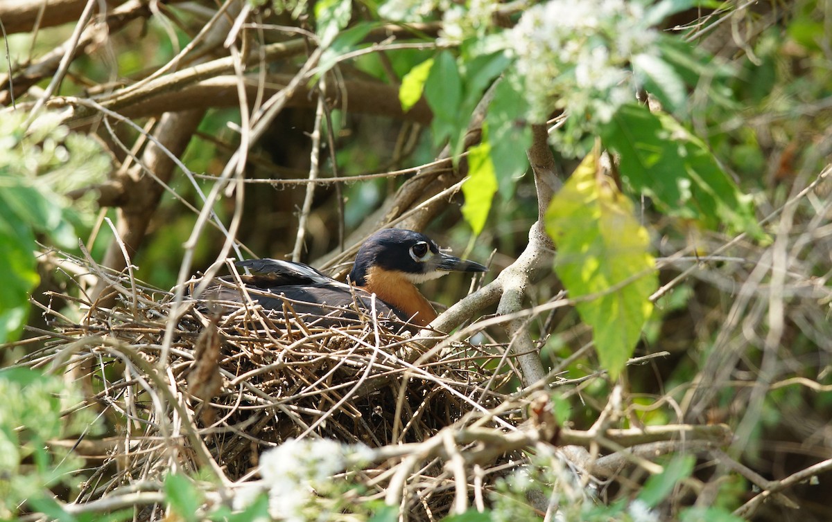 White-backed Night Heron - ML642760911