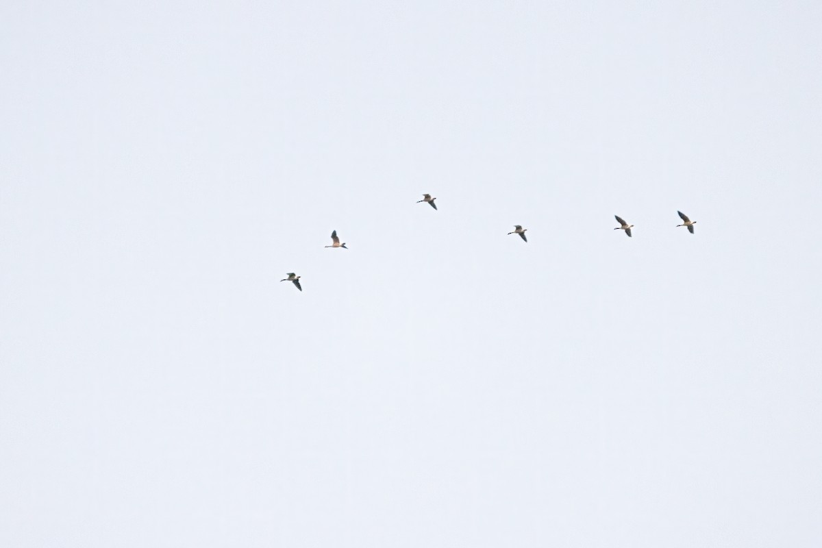 Canada Goose - ML642760912