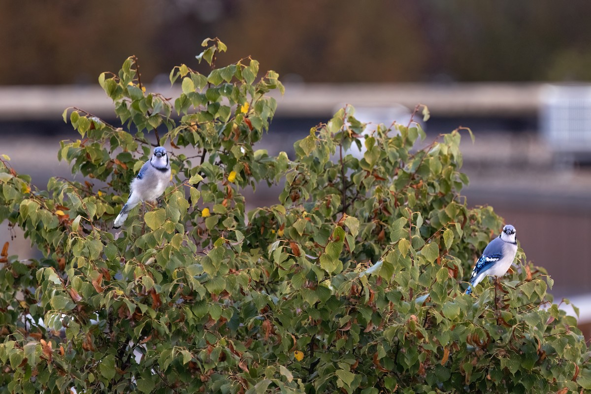 Blue Jay - ML642760914