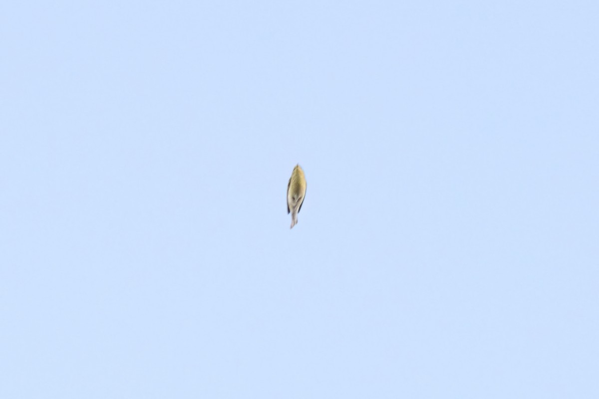 Blackpoll Warbler - ML642760916