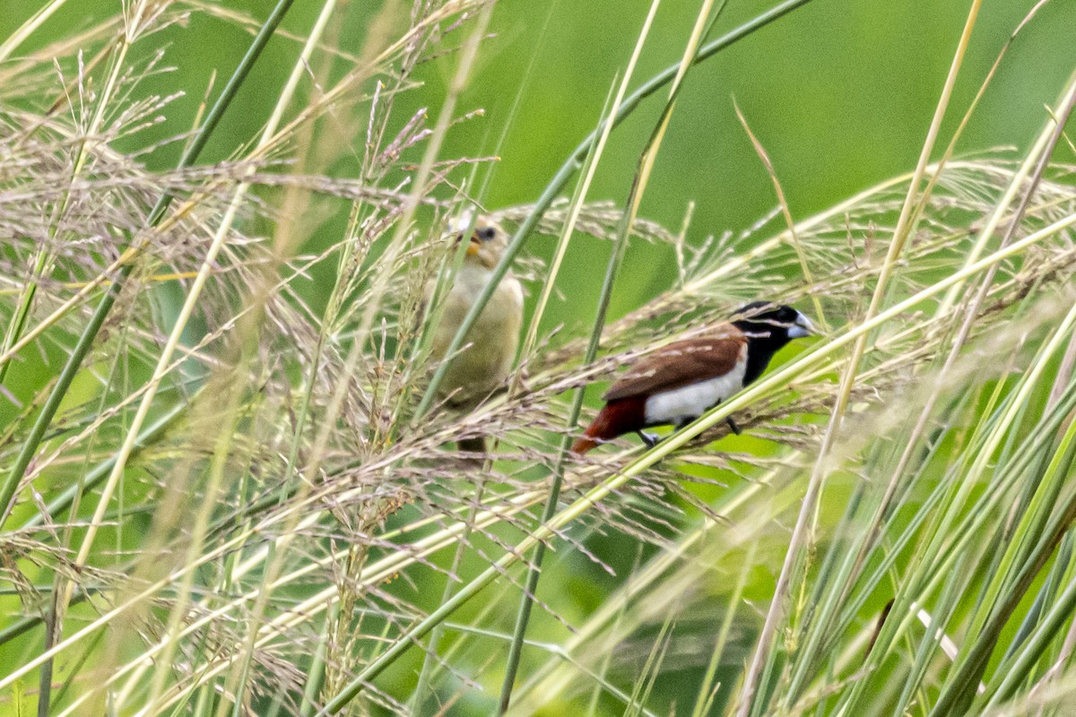 Baya Weaver - ML642760919