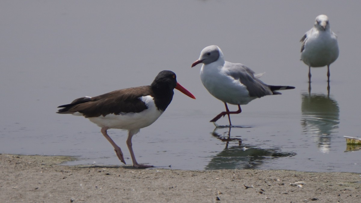 American Oystercatcher - ML642760921