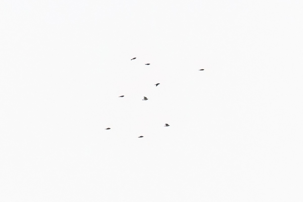 Cedar Waxwing - ML642760925