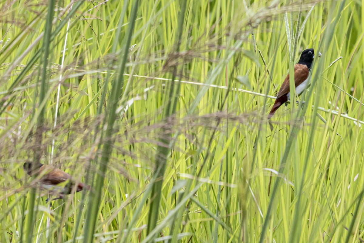 Tricolored Munia - ML642760944