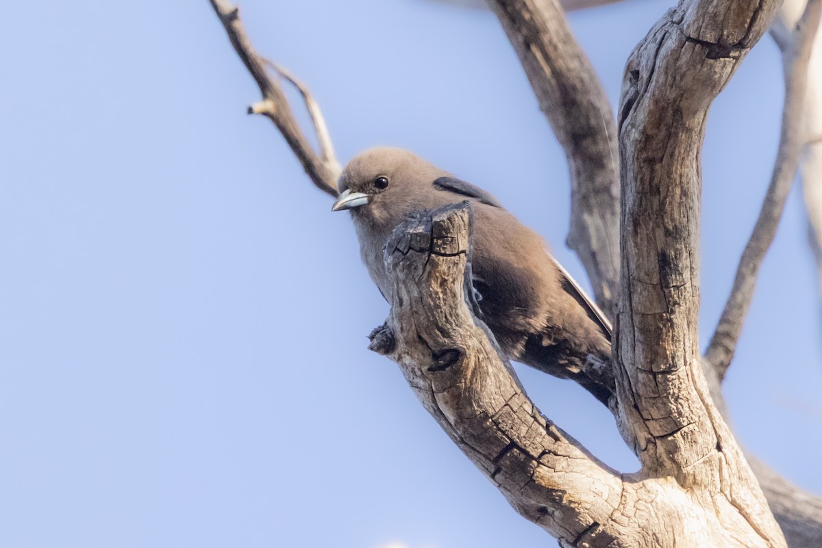 Dusky Woodswallow - ML642760945